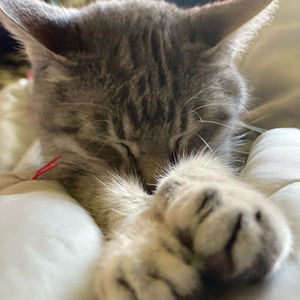 Meet your Posher, Bridget